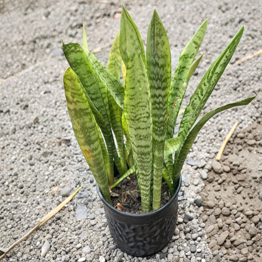 Sansevieria Snake Plant – 3 Leaf Cuttings (4–6 Inches) | Hawaii Grown Organic | Easy Indoor Plant Starter