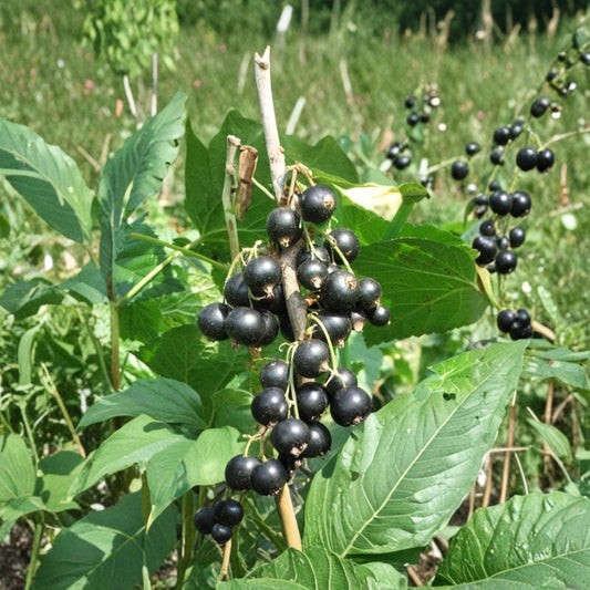 Black Currant Cuttings – Ribes nigrum Unrooted (12 Pack) | 8–10 Inch Stems | Edible Berry Plant | Easy Propagation Garden Starter