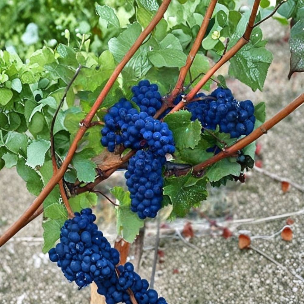 Mixed Grape Cuttings – 10 Pack Pink & Blue Varieties | Hardy Resistant Vines | Fresh Green Cuttings | Backyard Vineyard Starter
