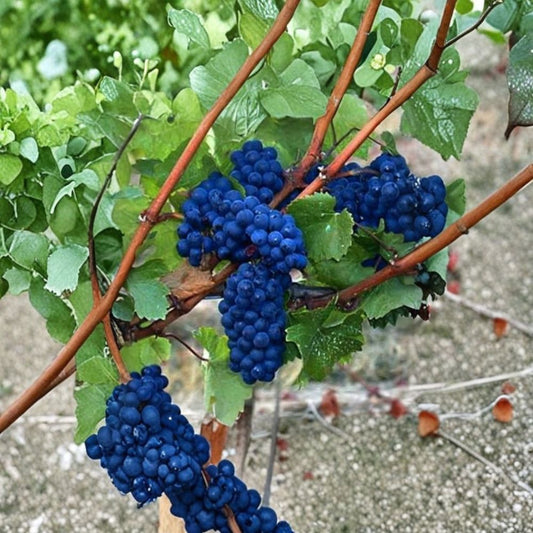 Mixed Grape Cuttings – 10 Pack Pink & Blue Varieties | Hardy Resistant Vines | Fresh Green Cuttings | Backyard Vineyard Starter