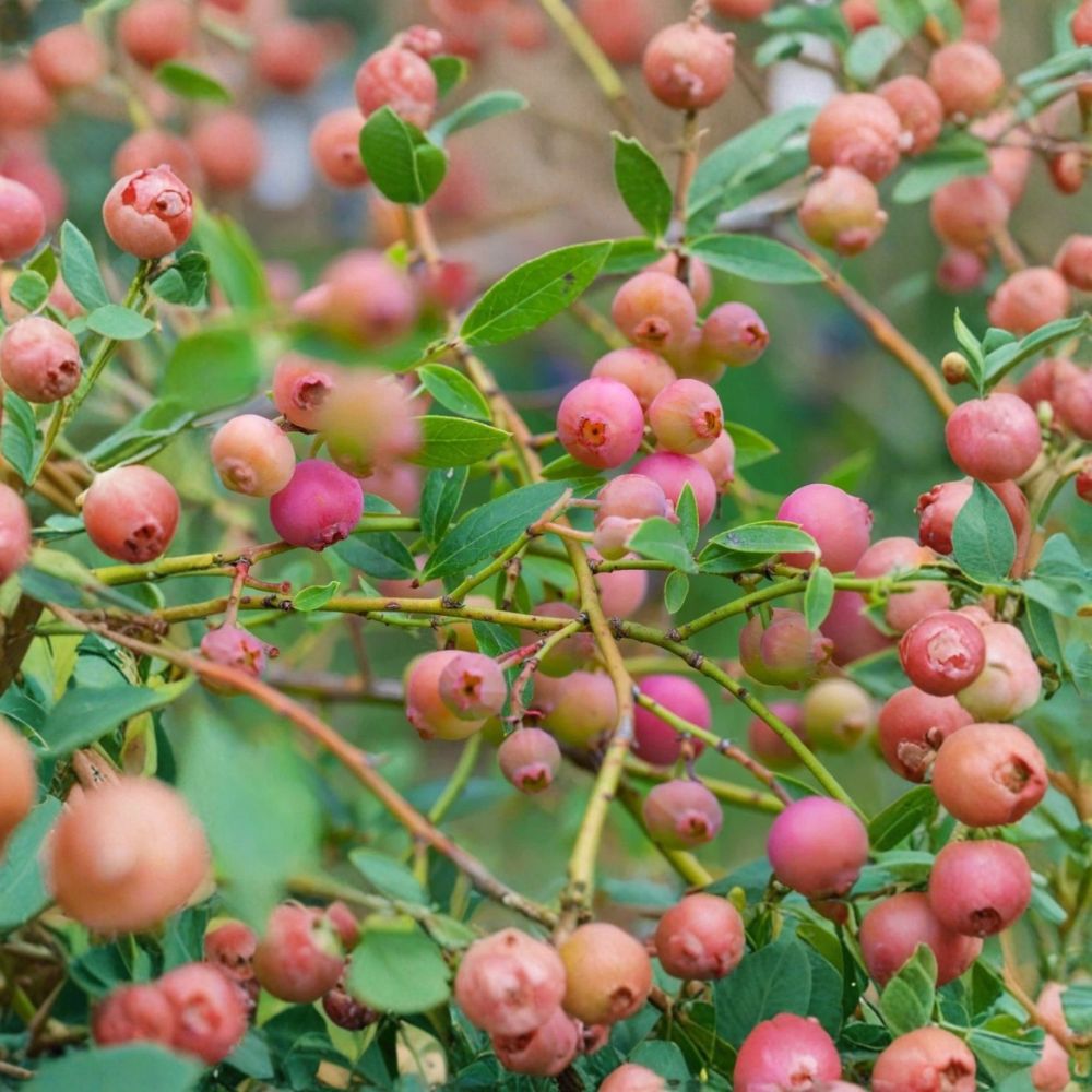 Pink Lemonade Blueberry Plants – Vaccinium ‘Pink Lemonade’ Live Fruit Bush | Set of 4 Rooted Plants | 4–6 Inches Tall | Rare Pink Berry Shrub