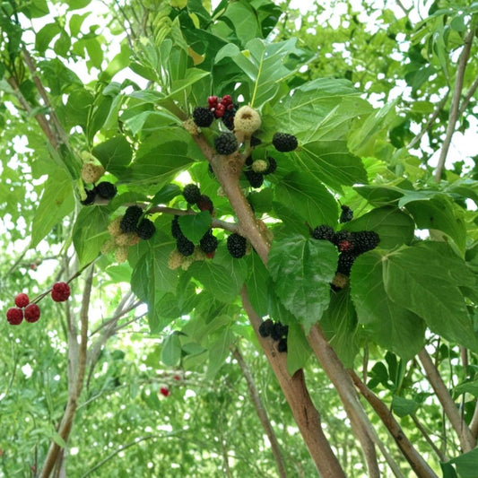 Shangri-La Black Mulberry Cuttings – 10 Unrooted 8 Inch Cuttings | Large Sweet Fruit Tree | Cold Hardy Zone 6+ | Fast Growing Mulberry Plant
