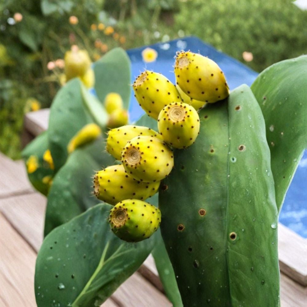 Yellow Fruit Prickly Pear – Opuntia ‘Cristalina’ (Tuna Zarca Nopal) Cactus Seeds | 15 Count | Sweet Edible Variety  Edible Fruit & Pads | Drought Tolerant | Ornamental Desert Plant