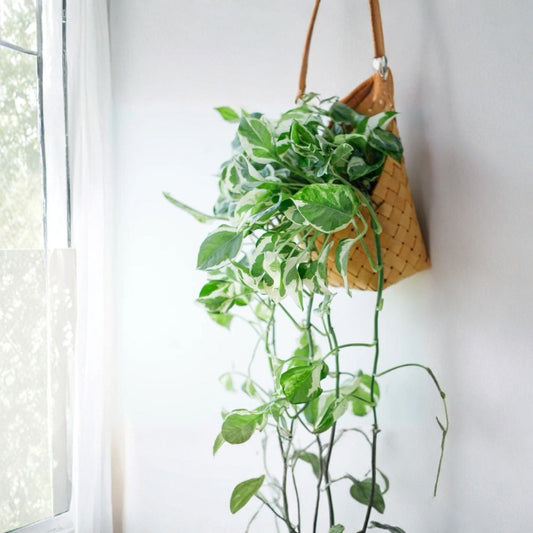 Pearls and Jade Pothos Cuttings – 3 Unrooted 4–5 Inch Cuttings | Variegated Devil’s Ivy Indoor Plant | Easy Care Houseplant | Air Purifying Vine