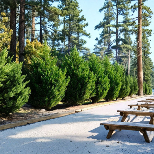 Leyland Cypress Tree Cuttings – 20 Pack | Fast Growing Evergreen Privacy Hedge | Fresh Cut to Order