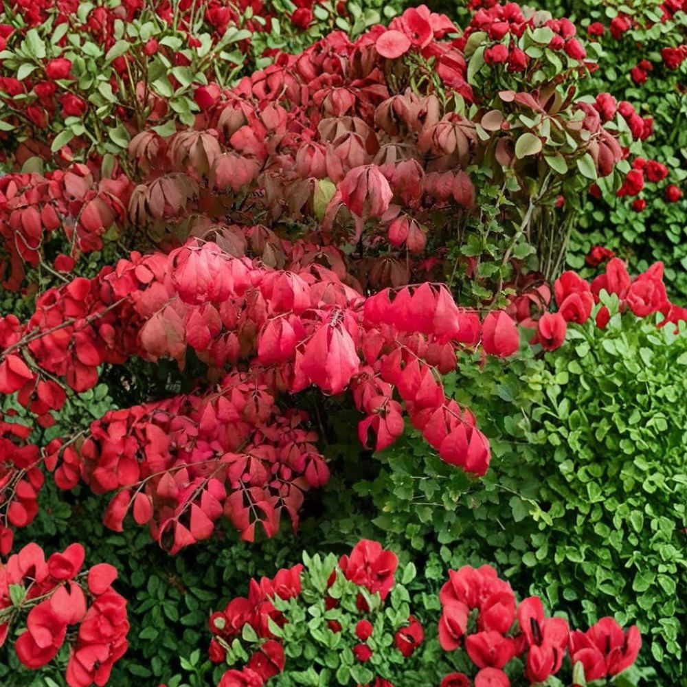 Burning Bush Shrubs – Euonymus alatus Live Bare Root (2 Pack) | Bright Red Fall Color | Hardy Landscape Plant | Easy Care Hedge