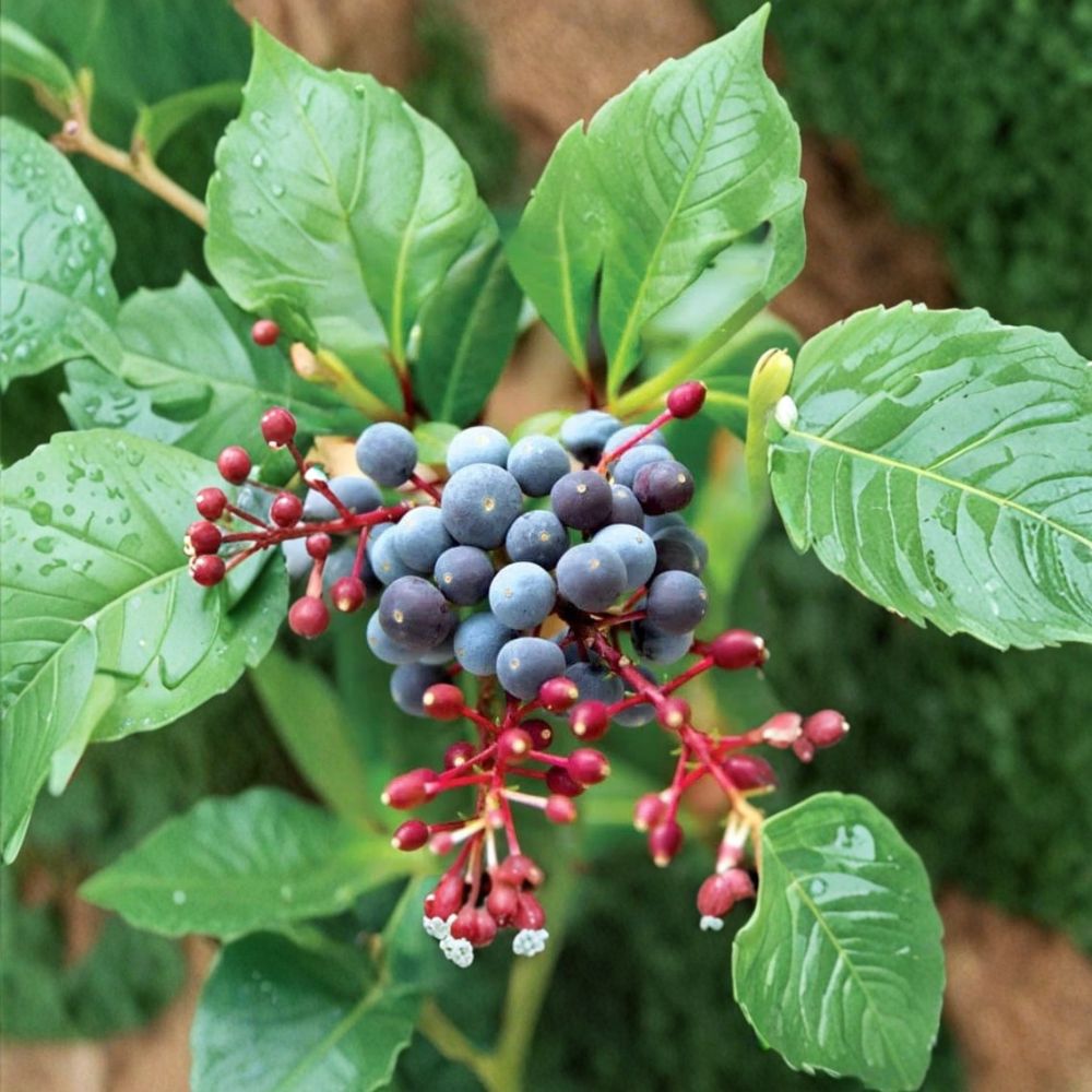 Mexican Blueberry Plant – Fuchsia ‘Blutini’ Live Plant | 4 Inch Size | Edible Berry Shrub | Ornamental Flowering Plant | Ships Without Pot
