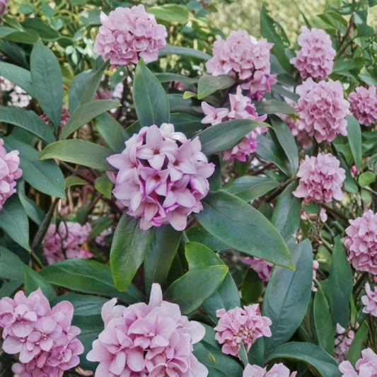 Daphne Odora Variegated Cutting – Live Unrooted 6 Inch | Fragrant Pink Winter Daphne | Evergreen Flowering Shrub | Rare Garden Plant