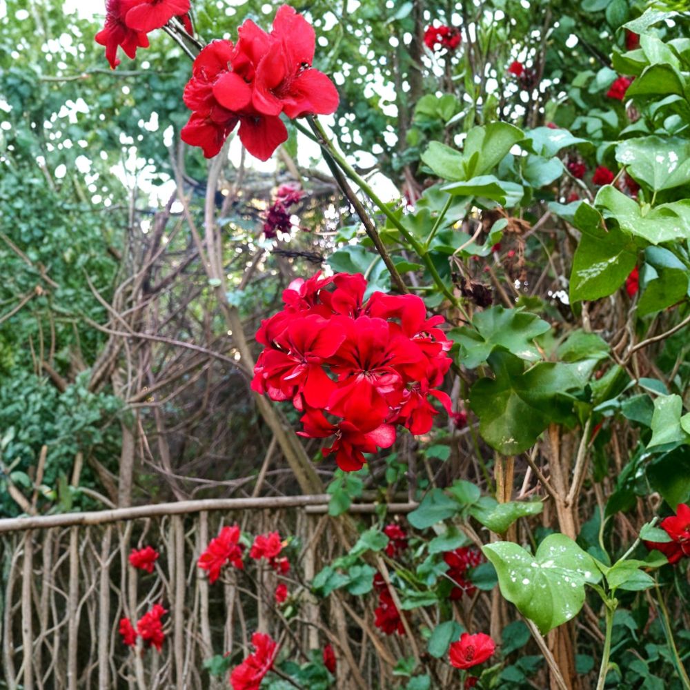 Vivid Red Ivy Geranium Cuttings – 3 Pelargonium peltatum Starter Cuttings | 6 Inch Trailing Geranium | Easy to Propagate Flower Plant
