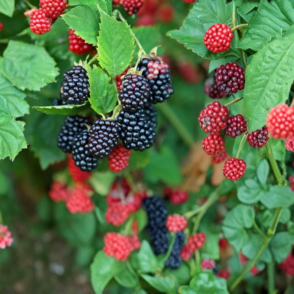 Galaxy Blackberry Plants – Rubus Live Thornless Berry Bush | Set of 10 Bare Root Starter Plugs | 3–6 Inches Tall | Early Season Blackberry Plants