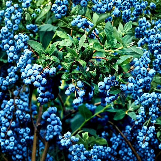 Blueberry Seeds – Vaccinium corymbosum Southern Highbush | 200 Seeds | Cold Hardy Berry Fruit Plant | Garden Starter
