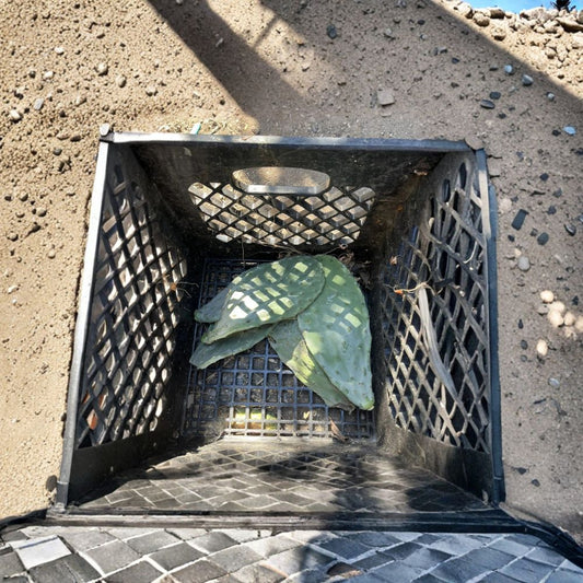 Prickly Pear Cactus – Opuntia species Live Small Pad Cutting | Yellow Flowers | Red Fruit  Easy to Root | Drought Tolerant | Hardy Desert Plant