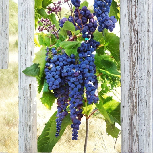 Frontenac Grape Cuttings – 5 Organic Unrooted Stems | Cold Hardy Wine Grape Vine | Red & Rosé Winemaking | Backyard Vineyard Starter