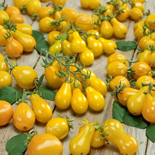 Yellow Pear Tomato – Solanum lycopersicum 30 Heirloom Seeds | NON-GMO | 85%+ Germination  Sweet Golden Pear Tomatoes | 75 Days to Maturity | USA Seller