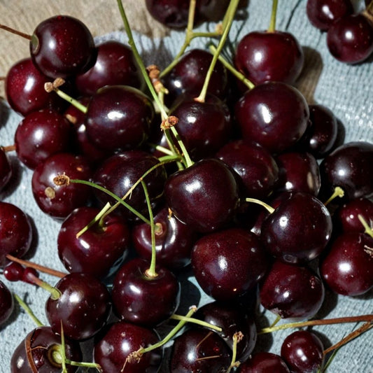 Bing Cherry Cuttings – Prunus avium Unrooted (6+ Pack) | 6–8 Inch Fresh Stems | Sweet Fruit Tree | Organic Orchard Grown