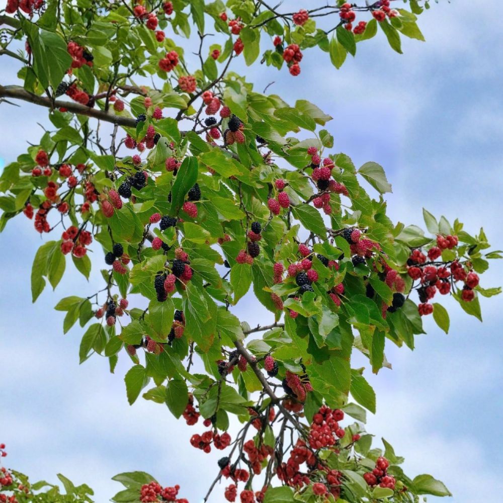 Dwarf Everbearing Mulberry – Morus nigra Live Seedlings | 4–6 Inches Tall | Rooted Plants – No Pot  Sweet Berry Fruit Tree | Patio & Backyard Friendly | Easy to Grow