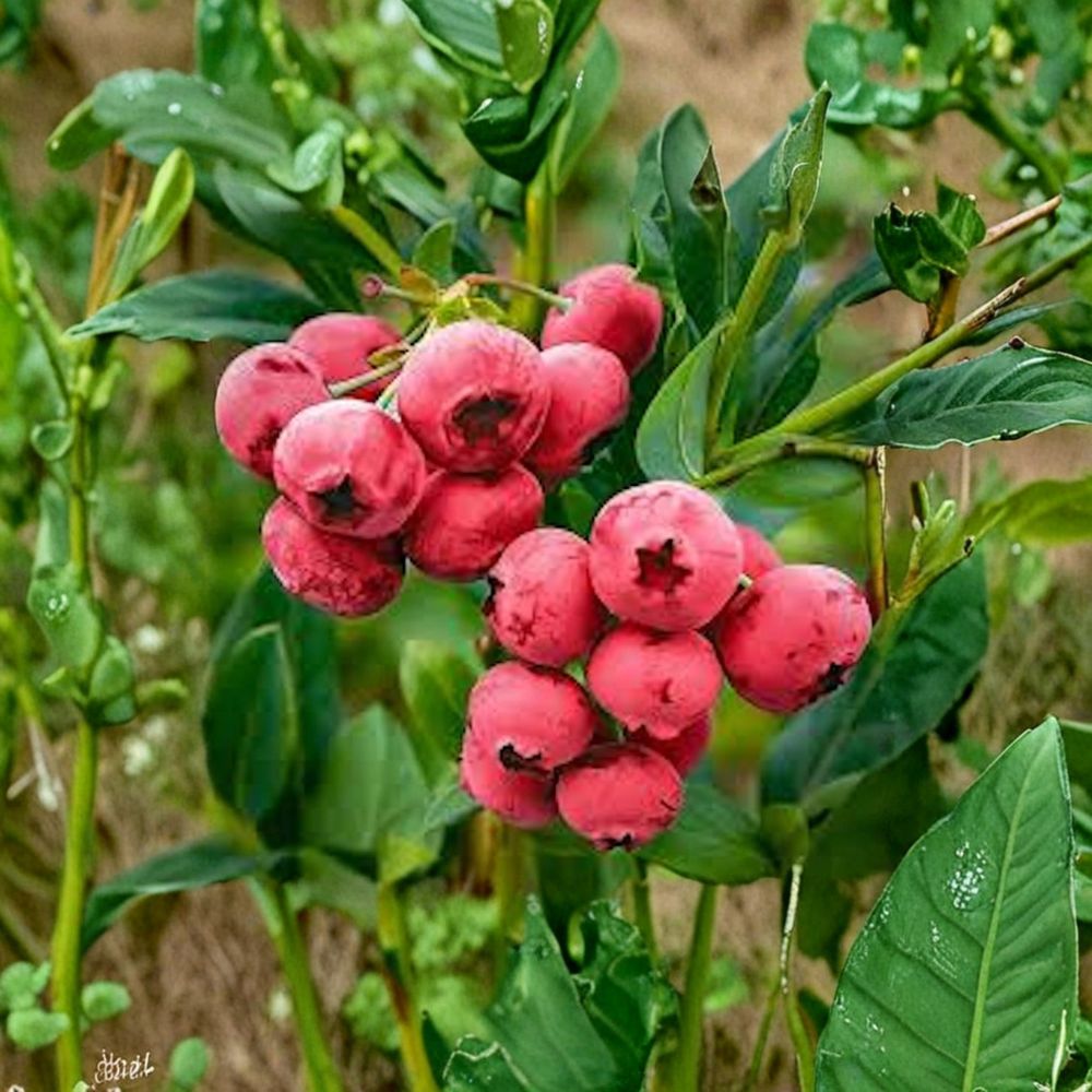 Pink Lemonade Blueberry Plant – Vaccinium rabbiteye Live Starter | 3–4 Inches Tall | Bare Root Berry Bush | Unique Pink Berry Plant