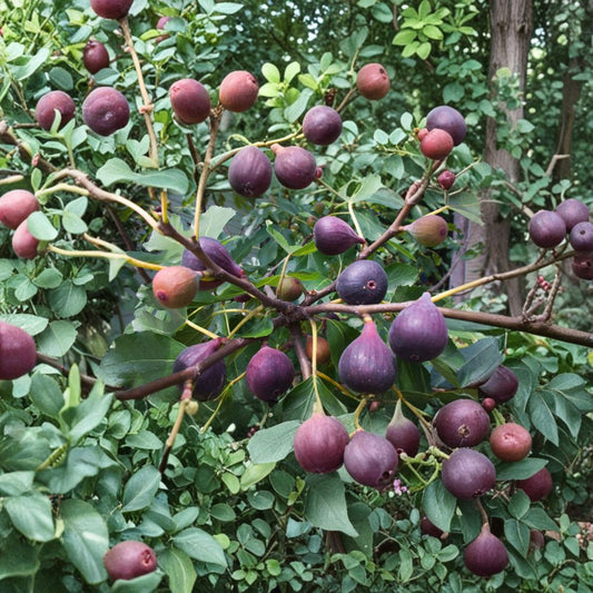 Fig Tree Collection – 8 Live Plants Cold Hardy Varieties | Instant Orchard Starter | Rooted Fig Trees | Backyard Fruit Garden