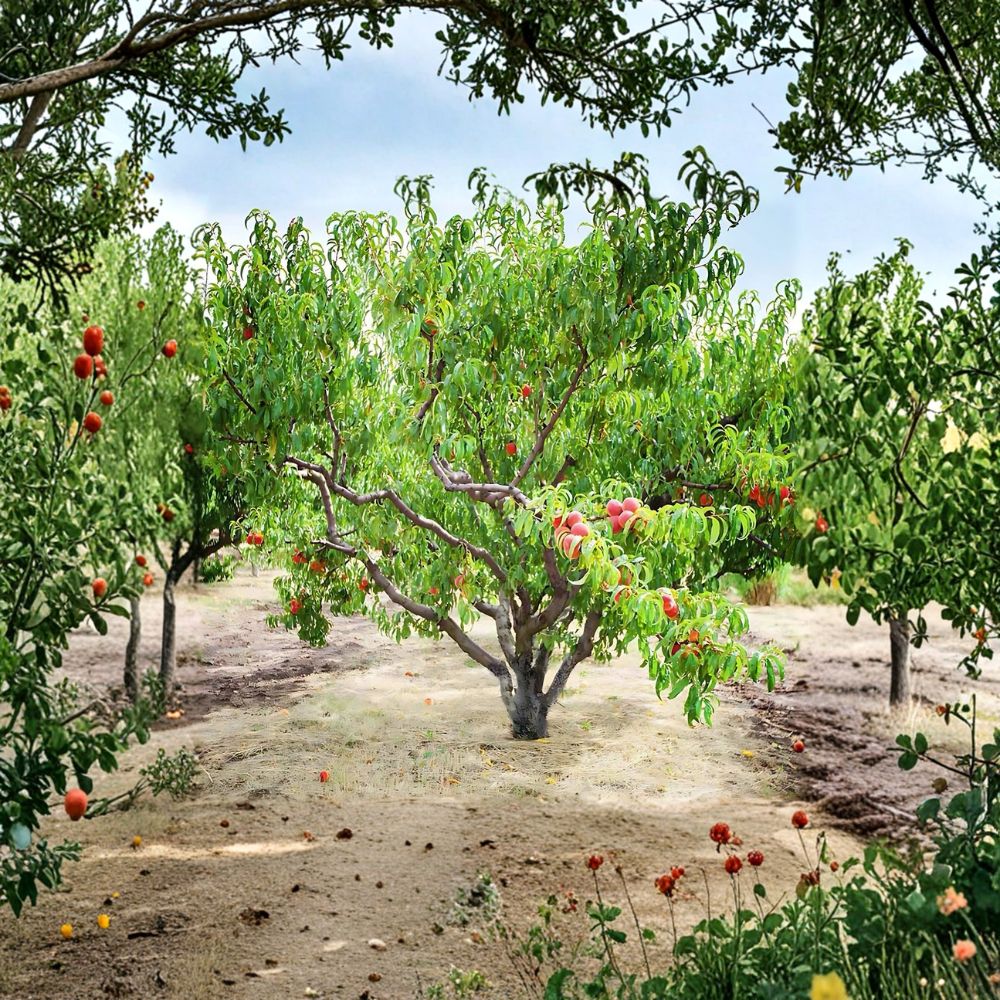 Contender Peach Tree – 2 Ft Live Bare Root Plant | Cold Hardy Freestone Peach | Sweet Yellow Fruit Tree