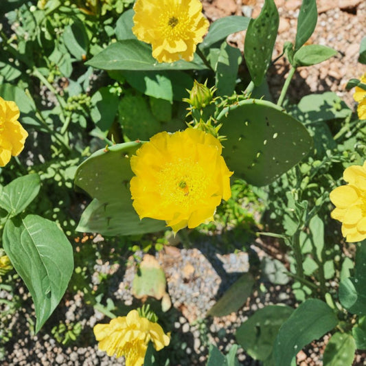 Yellow Blooming Prickly Pear – Opuntia species Live Cactus Cutting | Unrooted Pad | Easy to Grow  Bright Yellow Flowers | Drought Tolerant | Hardy Succulent