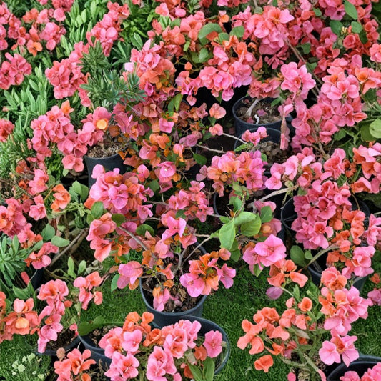 Bougainvillea Afterglow Cuttings – 6 Pack 6–8 Inch | Rare Pink Orange Flower Vine | Tropical Climbing Plant | Easy to Grow