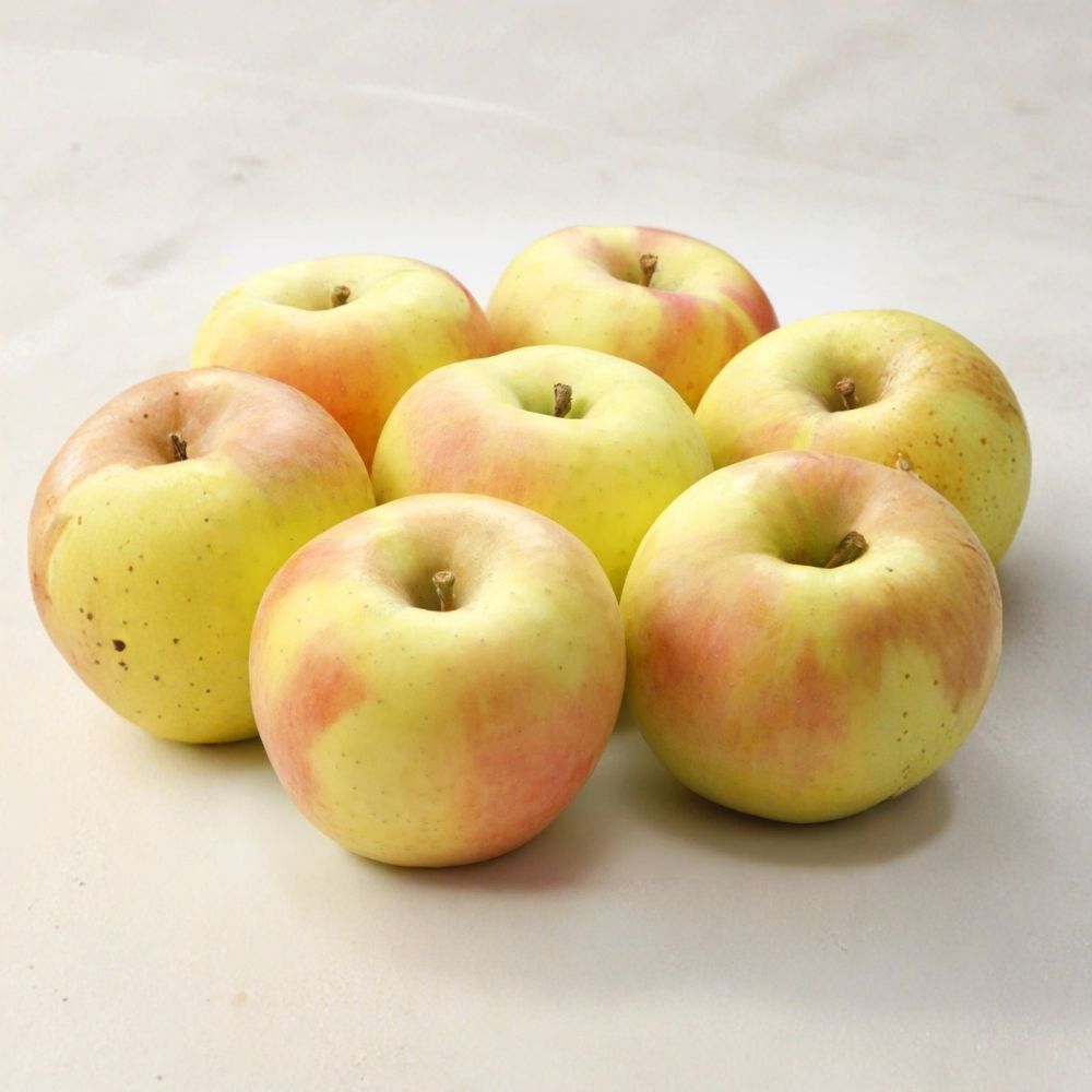 Japanese Gunma Honey Apple Tree – Bare Root Live Plant | Sweet Asian Apple Variety | M7 Rootstock | Rare Orchard Fruit Tree