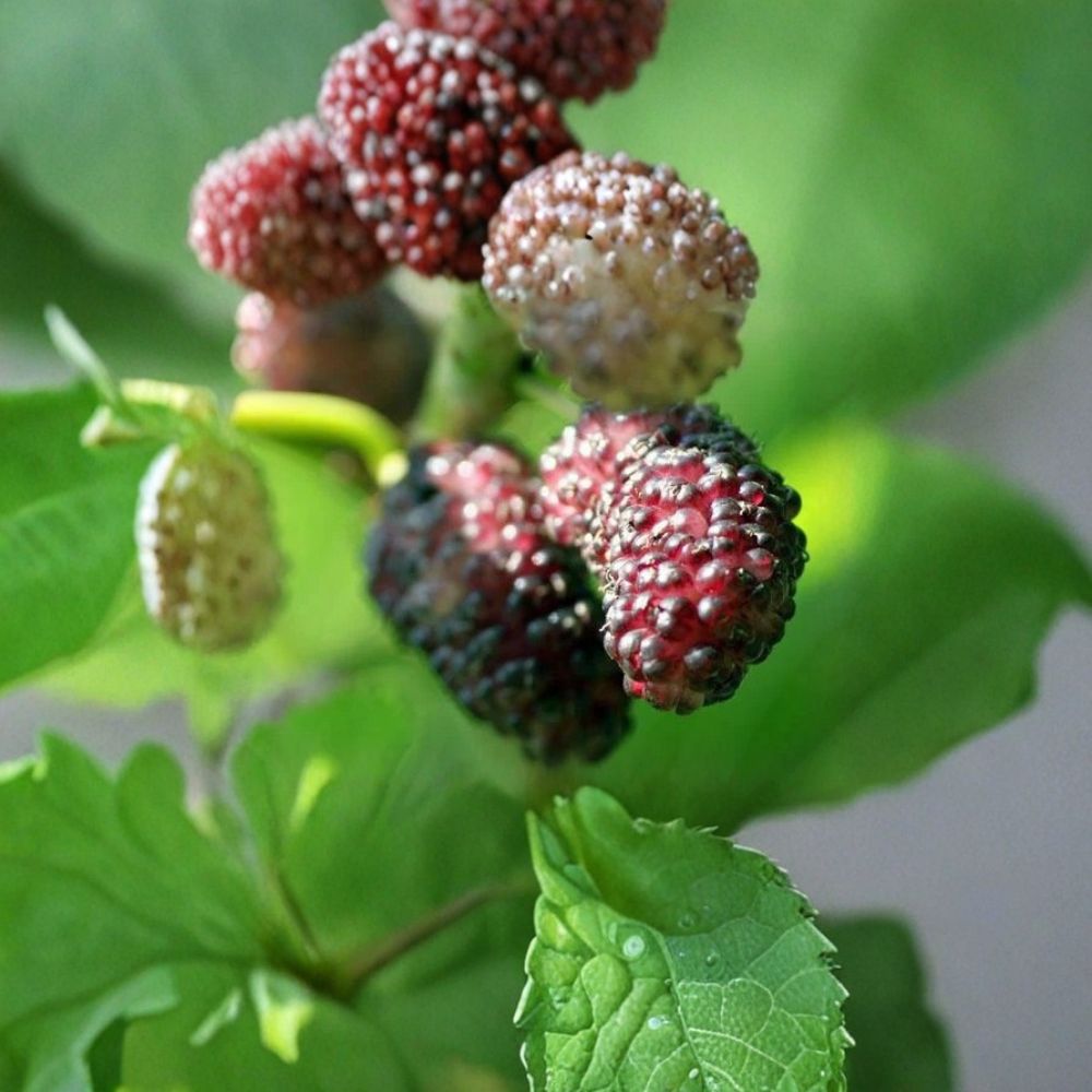 Mulberry Tree – Illinois Everbearing Live Plant | 12–16 Inches Tall | Includes Nursery Pot | Fast Growing Sweet Fruit Tree | Backyard Garden Friendly