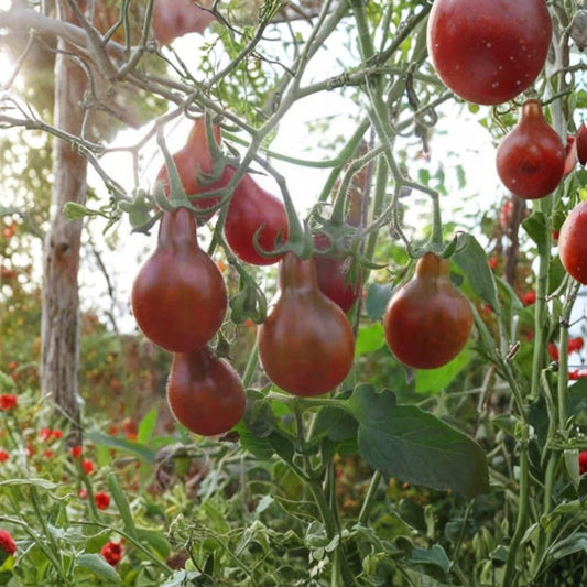 Chocolate Pear Tomato – Solanum lycopersicum 40 Organic Seeds | Pear-Shaped | FREE Shipping  Rich Brown Cherry Tomato | Sweet & Flavorful | USA Grown Seeds