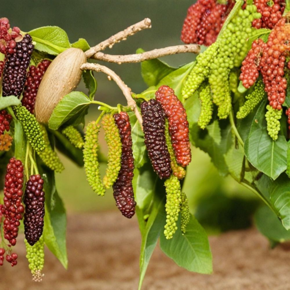 Pakistan Mulberry – Morus ‘Pakistan’ Live Seedling | 6–8 Inches Tall | Rooted Plant – No Pot  Sweet Tropical Fruit Tree | Patio & Backyard Friendly | Easy to Grow