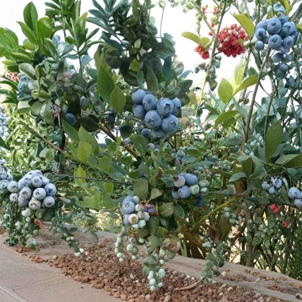 Biloxi Blueberry Plant – Southern Highbush Live Berry Bush | Healthy Rooted Plant | Early Ripening Fruit | Heat Tolerant Garden Plant
