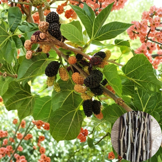 Black Mulberry Cuttings – 30 Unrooted Stems 12 Inch | Large Fruit Variety | Morus nigra | Backyard Orchard Starter | Easy Propagation