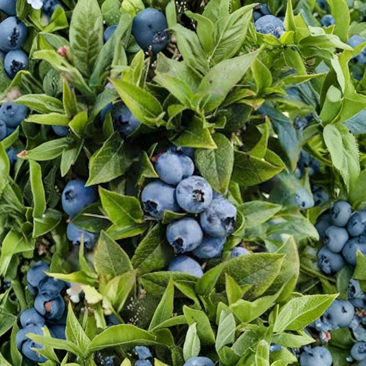 Top Hat Dwarf Blueberry Plant – Vaccinium angustifolium Live Starter | 3–4 Inches Tall | Compact Berry Bush | Container Friendly