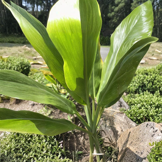 Hawaii Green Ti Plant Cuttings – 2 Organic Cordyline Fruticosa Logs | 6–7 Inch Ti Leaf Cuttings | Tropical Plant Starter from Manoa