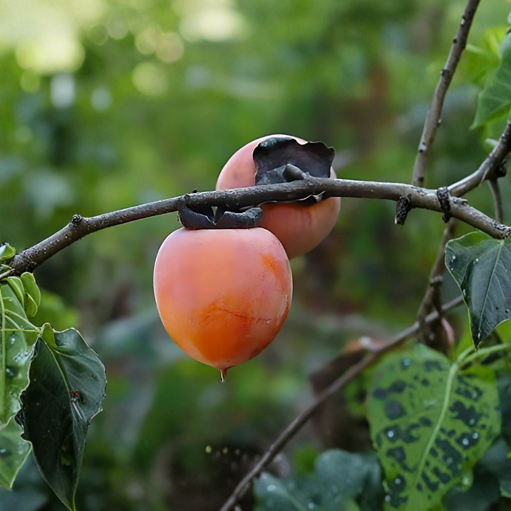 American Persimmon Trees – Diospyros virginiana Live Bare Root (2 Pack) | 12–24 Inch Tall | Native Fruit Tree | Wildlife Friendly | Cold Hardy