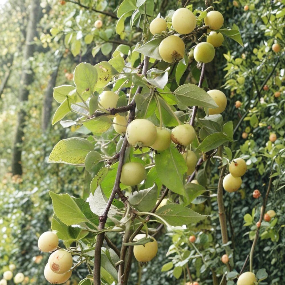 Crabapple Tree Seeds – Malus Flowering Crab Apple | 10 Seeds | Pollinator Apple Tree | Ornamental Fruit Tree