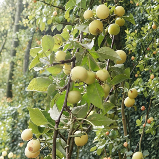 Crabapple Tree Seeds – Malus Flowering Crab Apple | 10 Seeds | Pollinator Apple Tree | Ornamental Fruit Tree