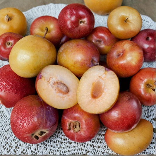 Grenade Pluot Scion Cuttings – 5 Pack (3–6 Inches) | Plum Apricot Hybrid | Ultra Sweet High Brix Fruit | Grafting Wood