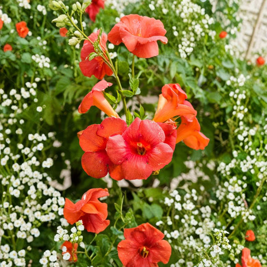 Orange Trumpet Vine Cuttings – 12 Unrooted 6–10 Inch Campsis radicans | Hummingbird Vine | Fast Growing Climbing Flower | Garden Trellis Plant