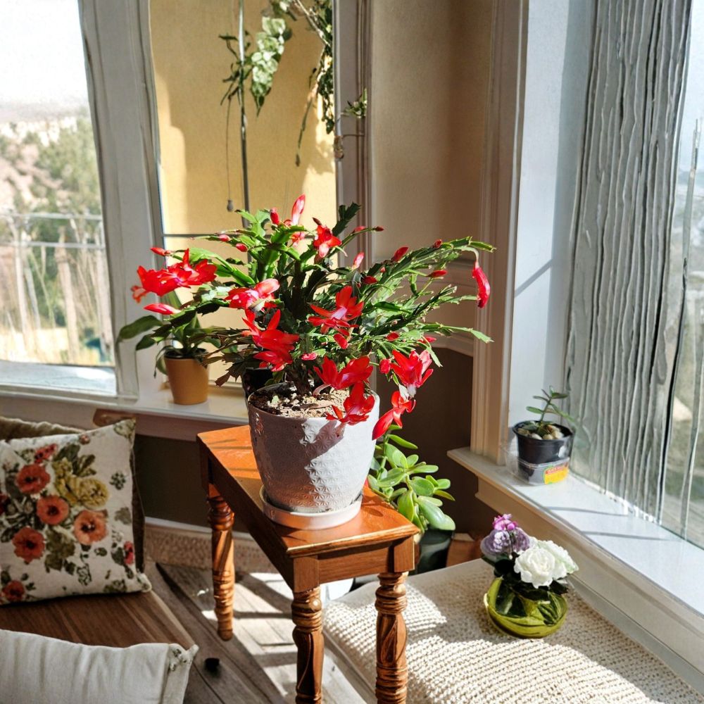 Christmas Cactus Cuttings – 4 Unrooted Orange Flower Schlumbergera | Easy Care Holiday Cactus | Indoor Succulent Plant | Winter Blooming
