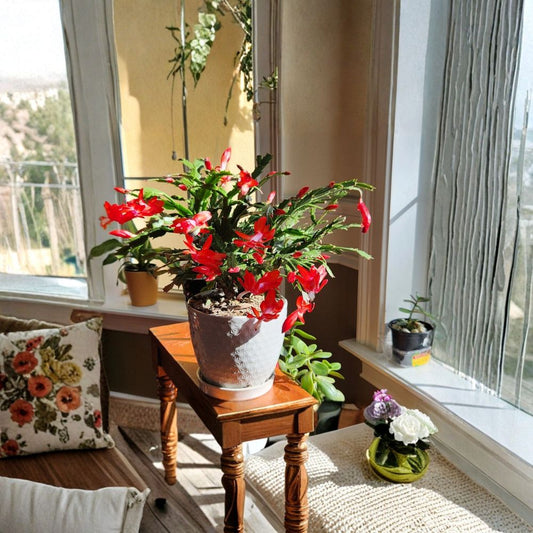 Christmas Cactus Cuttings – 4 Unrooted Orange Flower Schlumbergera | Easy Care Holiday Cactus | Indoor Succulent Plant | Winter Blooming