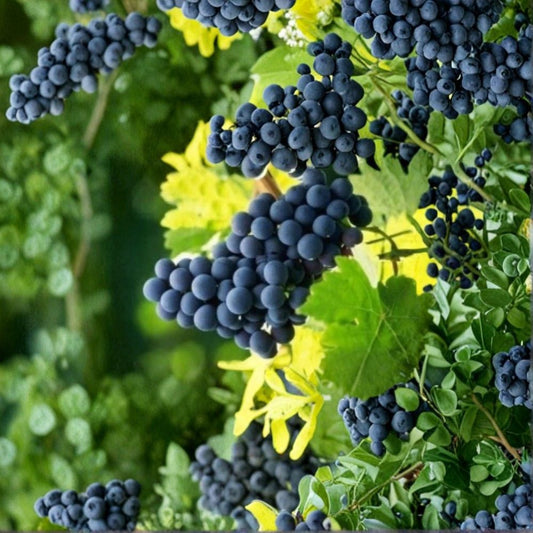 Seedless Concord Grape Cuttings – Vitis labrusca Unrooted (5 Pack) | Organic Vine | Table Juice & Jelly Grapes | Easy to Grow