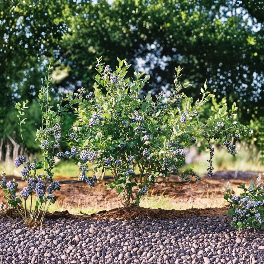 Mini Blues Blueberry Bush – Vaccinium corymbosum ‘Mini Blues’ Live Plant | 1 Quart Grow Bag | Sweet Berry Garden Plant | Edible Landscape Shrub