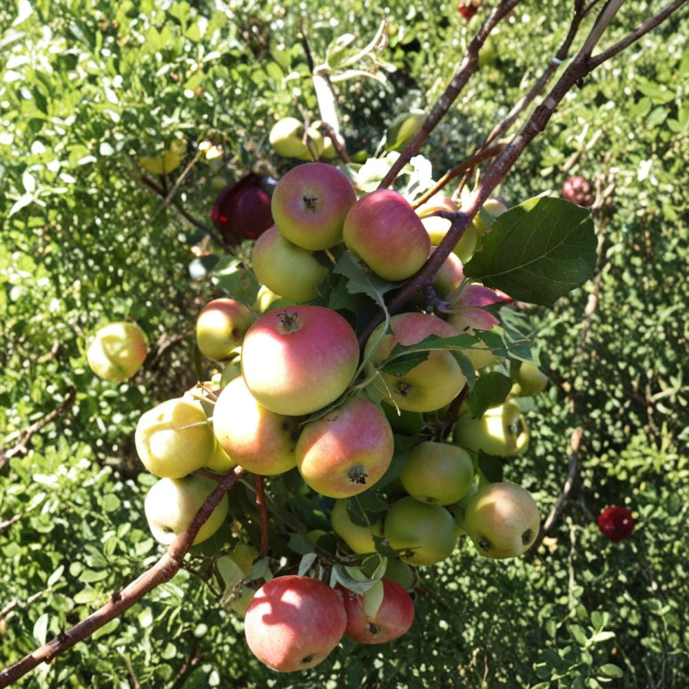 Clark’s Crab Apple Tree – Malus domestica Live Bare Root | 2–3 Feet Tall | Dwarf Rootstock | Sweet-Tart Crabapple Tree