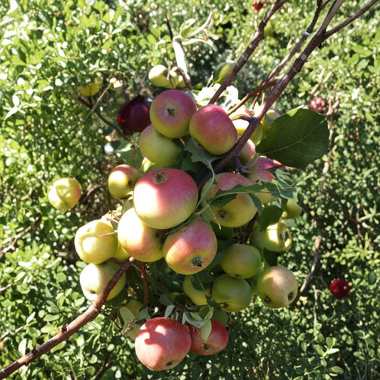 Clark’s Crab Apple Tree – Malus domestica Live Bare Root | 2–3 Feet Tall | Dwarf Rootstock | Sweet-Tart Crabapple Tree