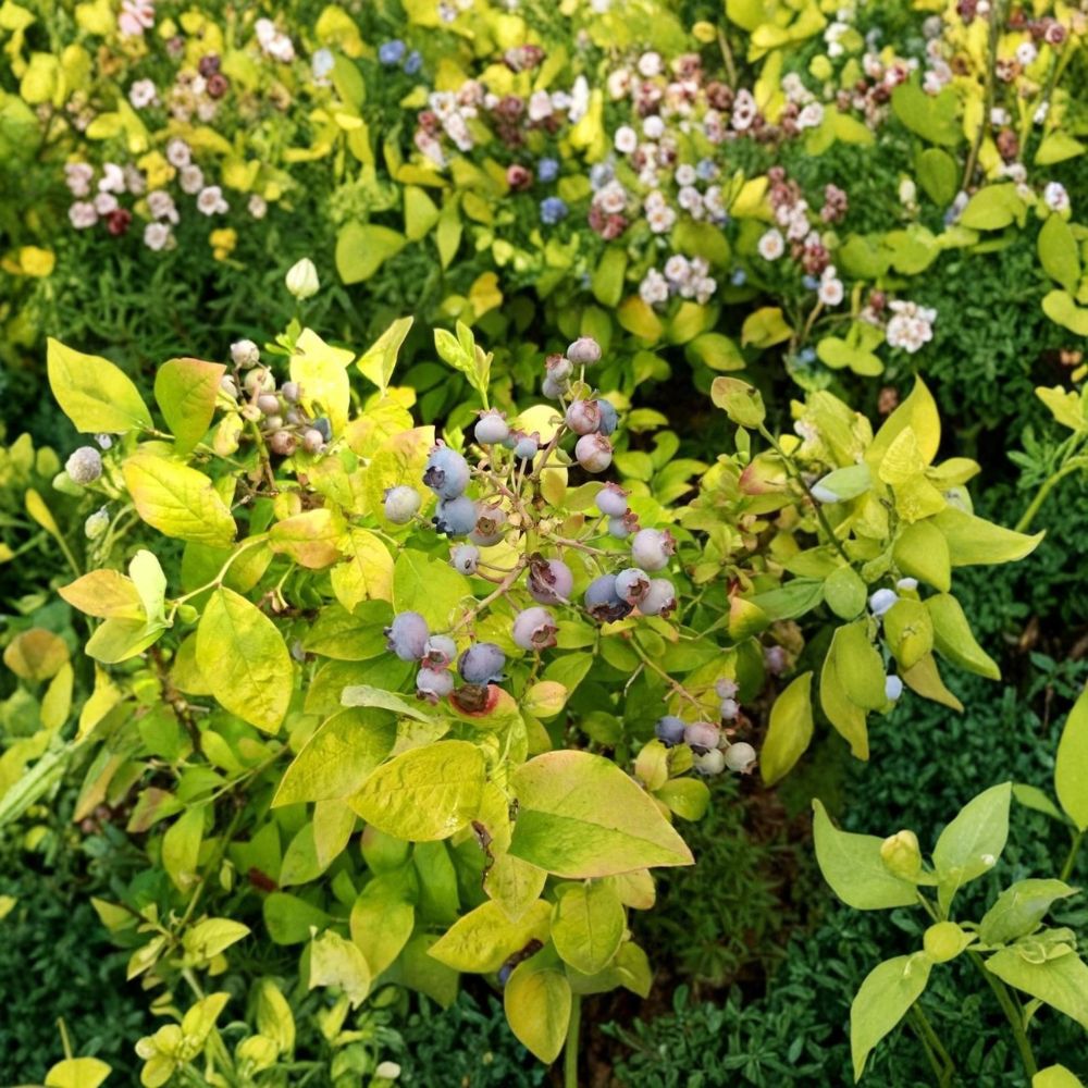 Northern Sky Blueberry – Vaccinium corymbosum Live Plant | 4 Inch Pot | Ornamental Highbush Berry Bush | Edible Garden Fruit Plant