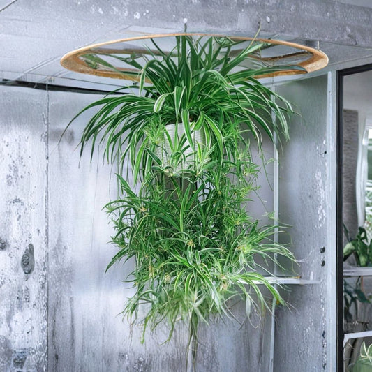 Reverse Variegated Spider Plant Cuttings – 2 Live Stems | Chlorophytum comosum | Air Purifying Houseplant | Easy Fast-Growing Indoor Plant