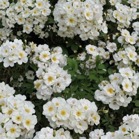 Rambler Rose Cuttings – 15 Rosa Multiflora Unrooted Cuttings | Climbing Wild Rose | Fast Growing Flowering Vine | Easy Propagation