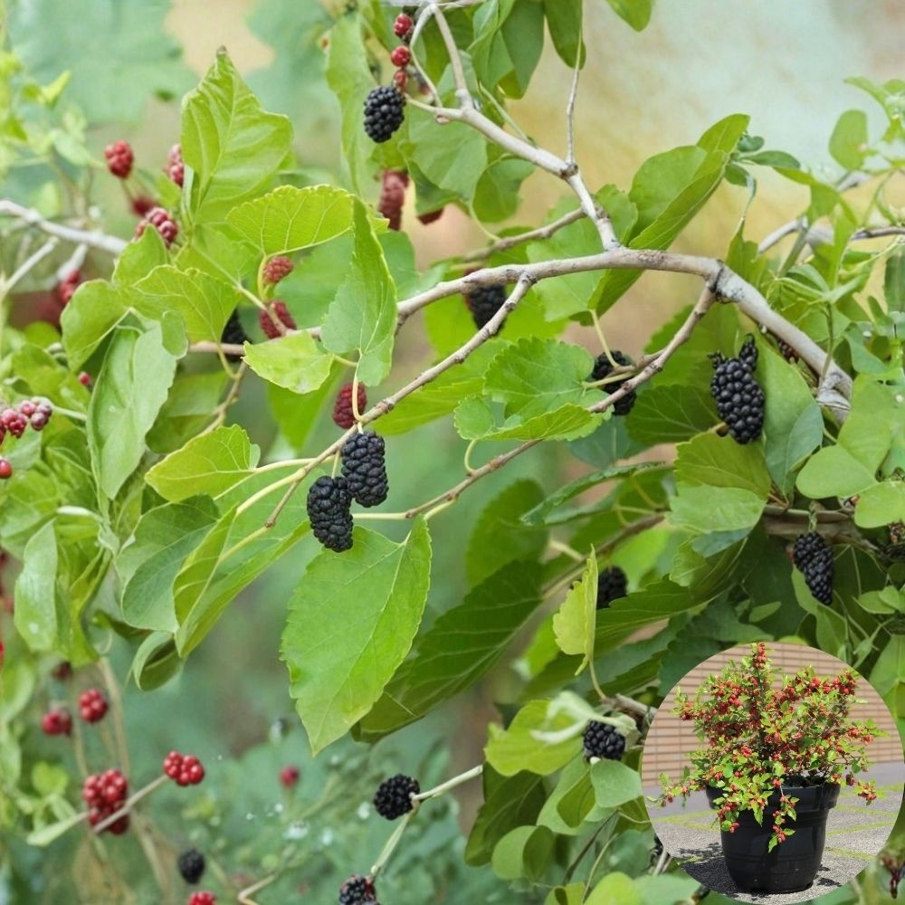 Mojo Berry Dwarf Mulberry – Morus rotundiloba Live Tissue Culture Plant | 4–8 Inches Tall | Rooted Plug – No Pot  Compact Fruit Tree | Container & Patio Friendly | Easy to Grow