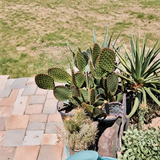 Opuntia lubrica – Prickly Pear Cactus Live Pad Cutting | 3–6 Inch Segment | Easy to Root  Spineless Type (Glochids Present) | Full Sun | Low Water