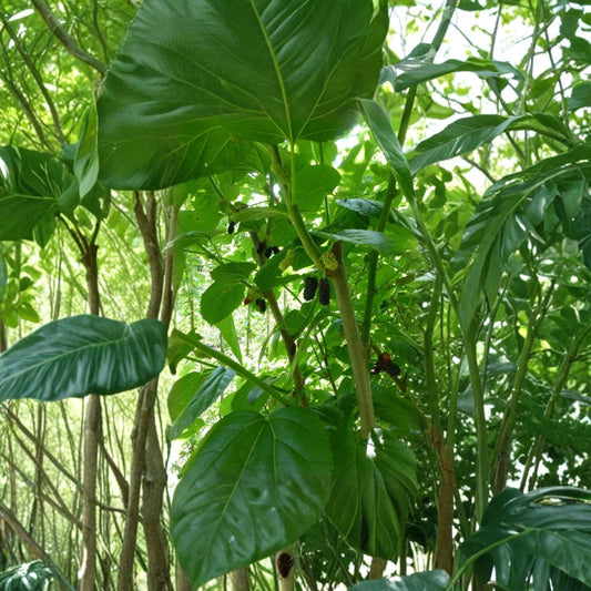 Mulberry Cuttings – 5 Scions (Choose Variety) | Shangri La Florida Giant Tehama | Fruit Tree Propagation Wood | Easy to Grow